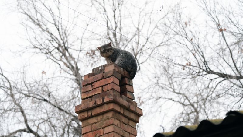 Chimney Birds Removal