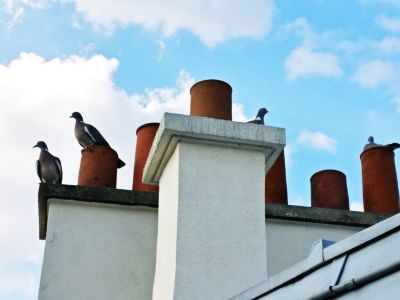 Chimney with nesting birds