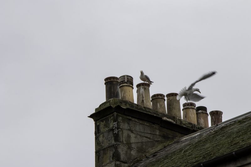 Birds Nesting in Chimney
