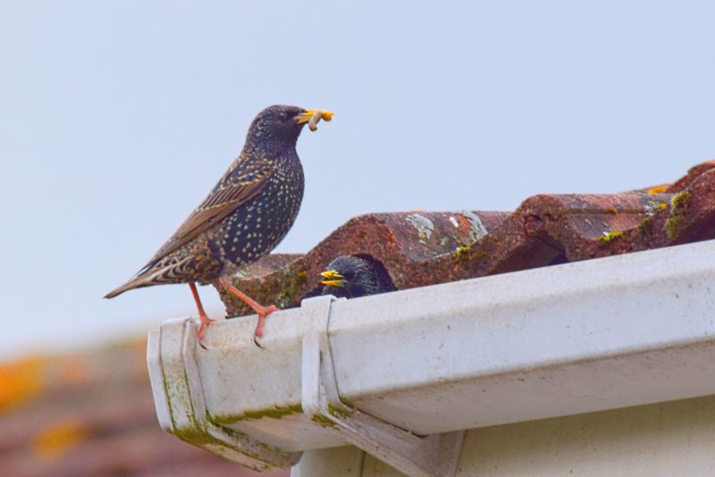 Chimney Damage from Nests