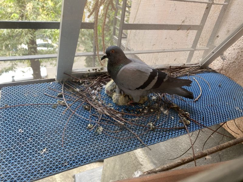 Bird Droppings and Debris