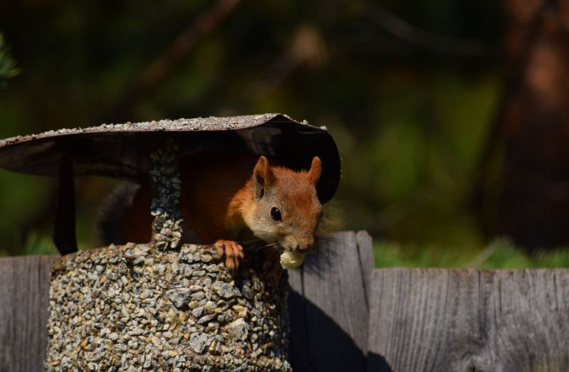 Bird Activity in Chimneys