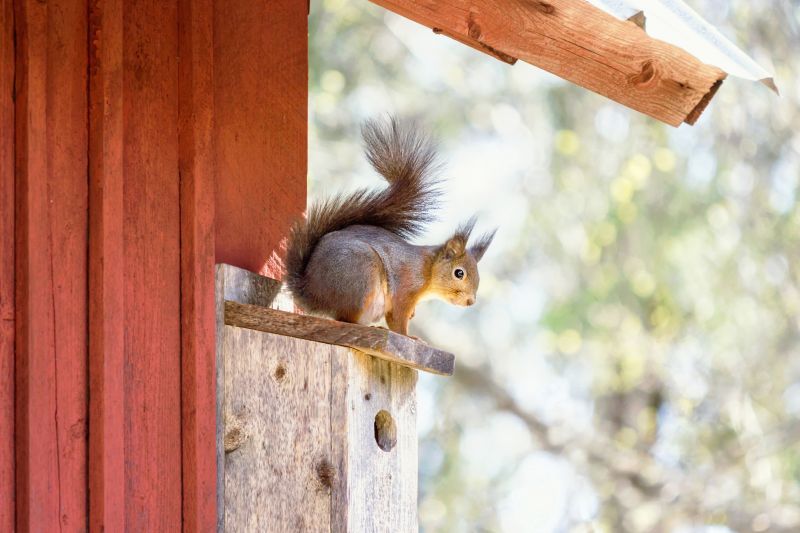 Products For Chimney Birds Removals in use