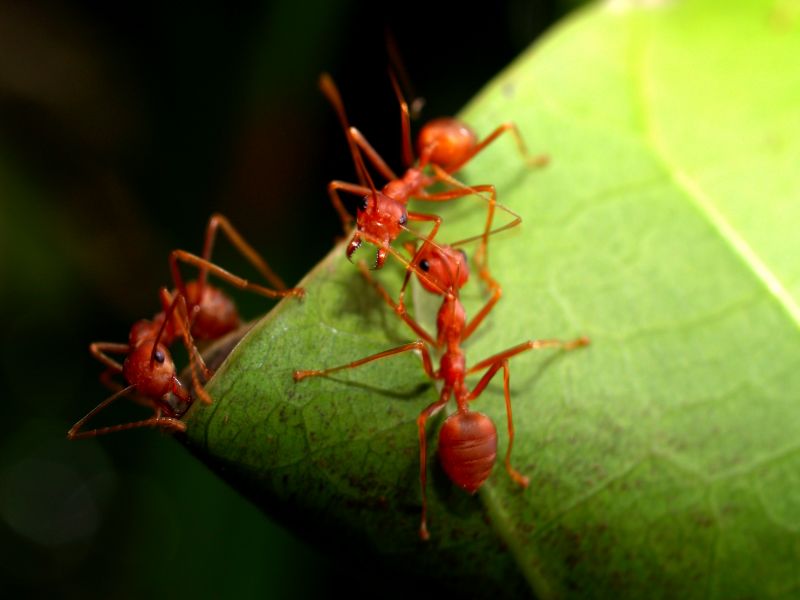 Velvet Ant Extermination in Arlington, TX