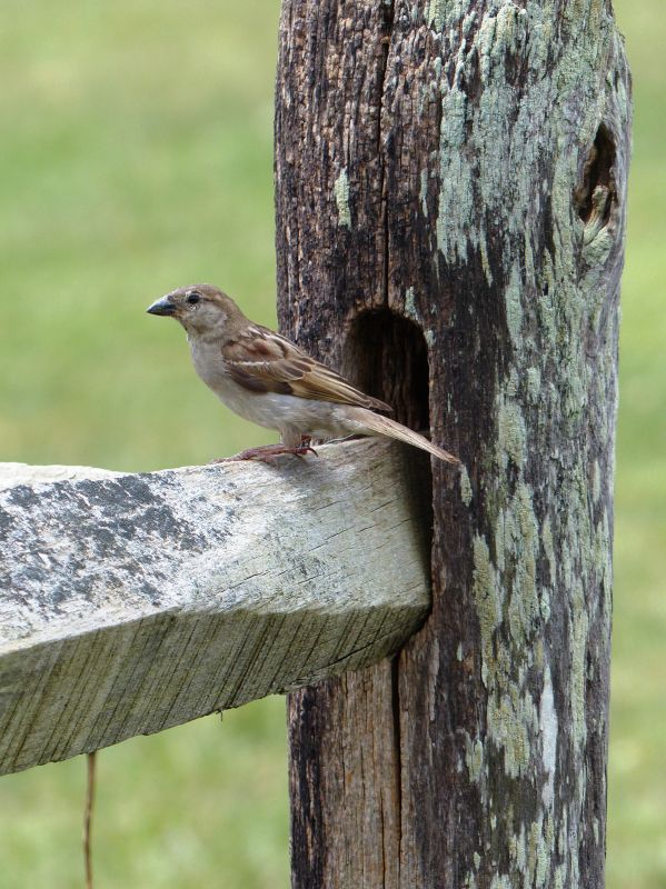 Why Birds Nest Inside Dryer Vents And Exhaust Pipes