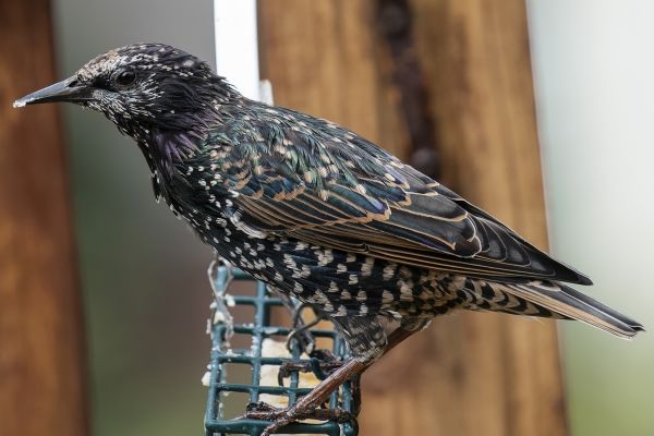 Pest Bird Management - Pest Bird Management Santa Cruz County, California